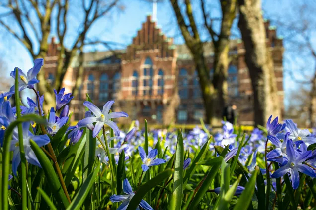 Blå blommor framför röd tegelbyggnad. Byggnaden är oskarp i bakgrunden.